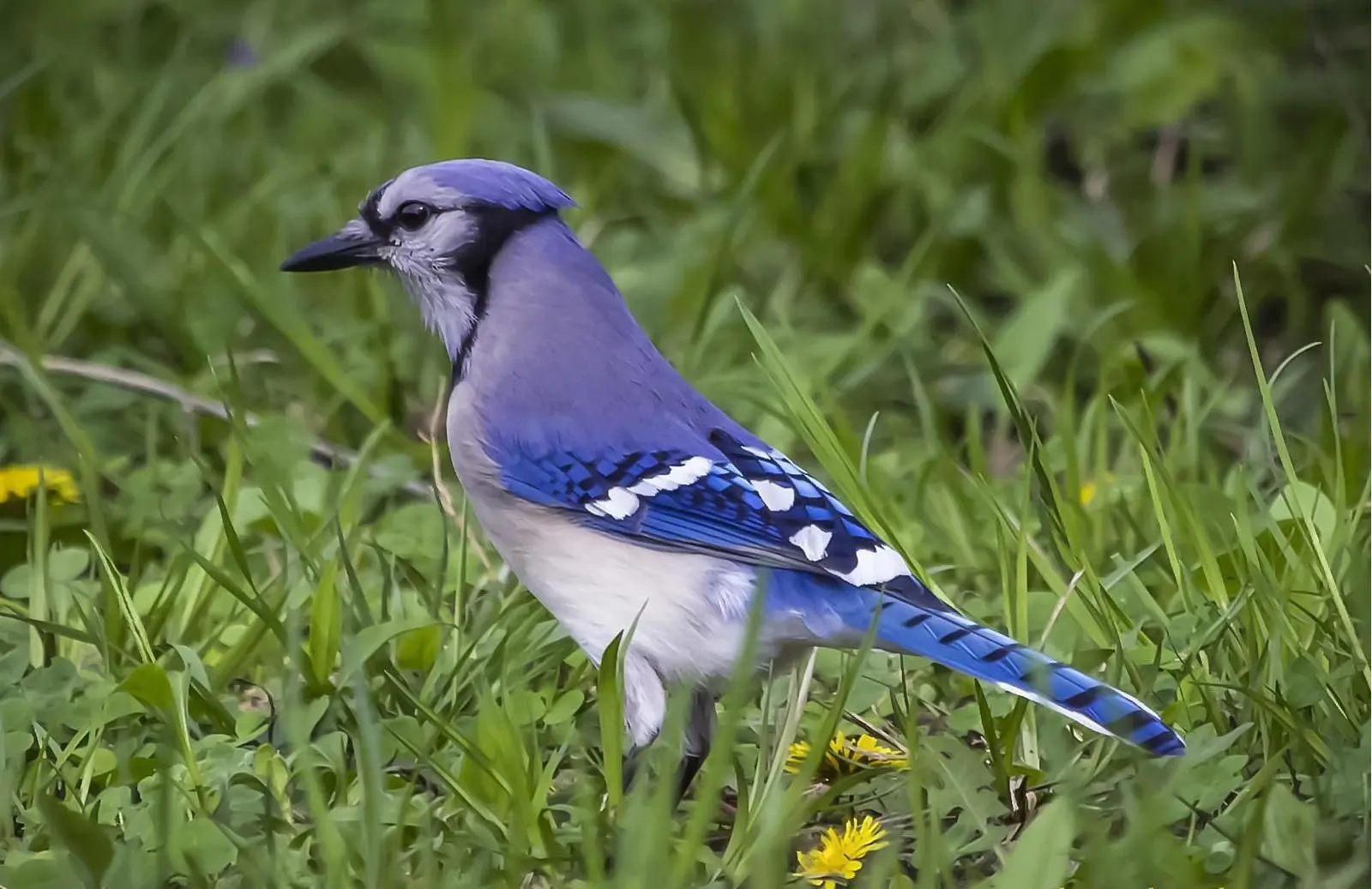 Blue Jay Spiritual Meaning: The Messenger of Truth and Adaptive Intelligence