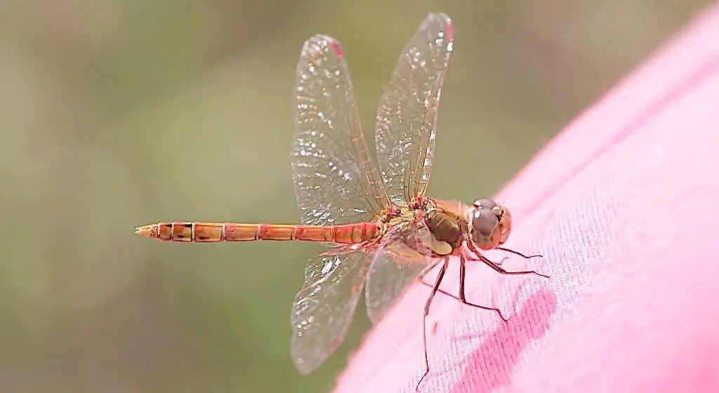 Dragonfly Spiritual Meaning: Transformation, Light, and Emotional Balance