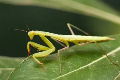 Praying Mantis Meaning: The Prophet of Stillness and Precision