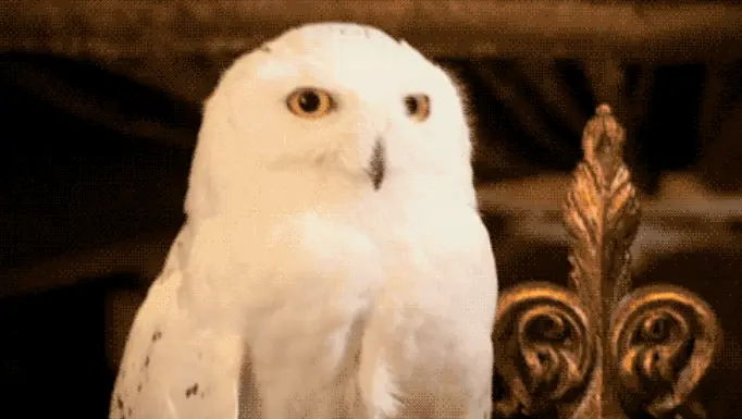 What Is Harry Potter's Owl Named?